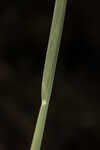 Saltmarsh fingergrass